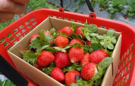 東海 農莊 草莓 園